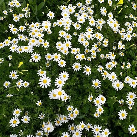 Bed & Breakfast S'arrosa Antiga 3*