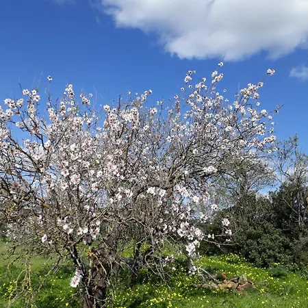 Bed & Breakfast S'arrosa Antiga Santadi