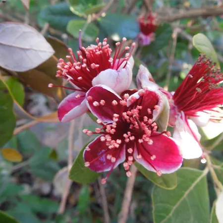 S'arrosa Antiga 3* Santadi