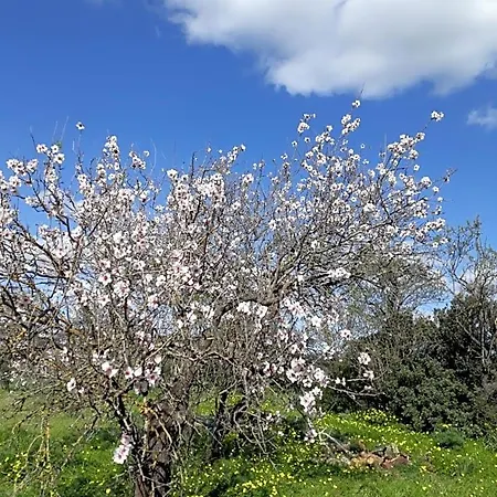 Bed & Breakfast S'arrosa Antiga Santadi
