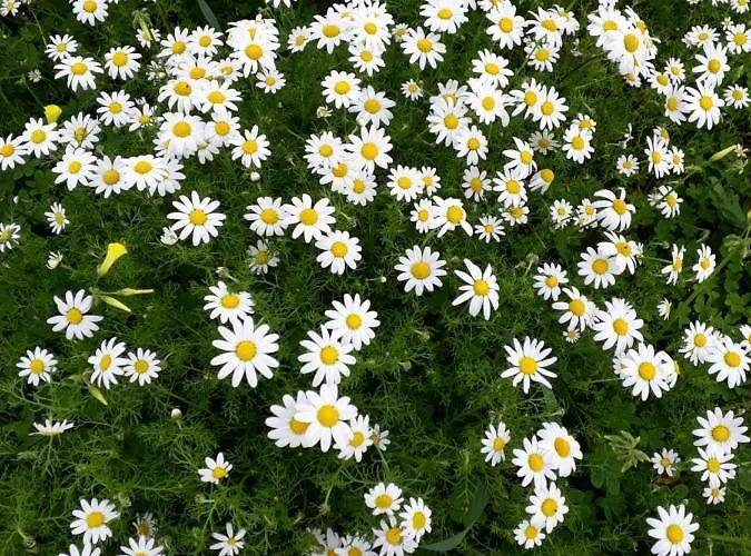 Panzió S'arrosa Antiga 3*