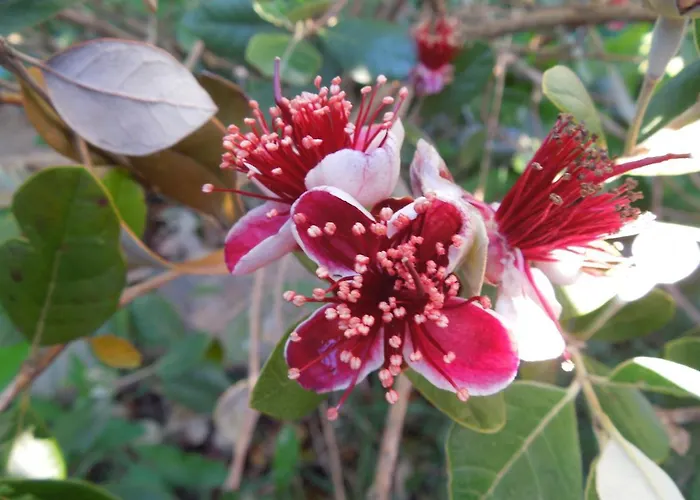 S'arrosa Antiga 3* Santadi